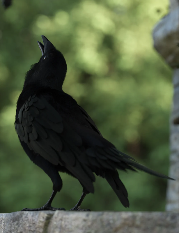 The Familiar Poses for Daz Crow