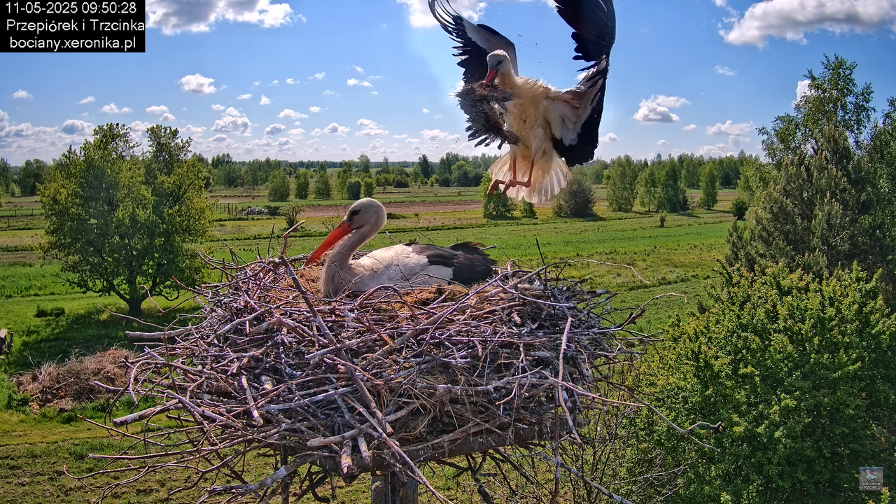 11052025bociany21