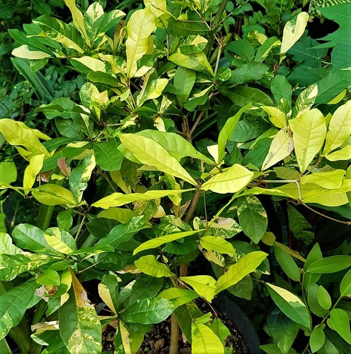 variegated miracle
