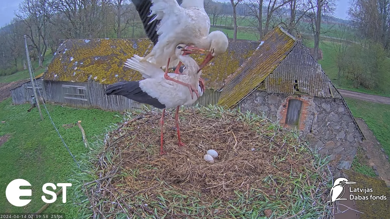 Baltie stārķi (Ciconia ciconia) Tukuma novadā - LDF tiešraide __ White storks in Tukums, Latvia 11-3