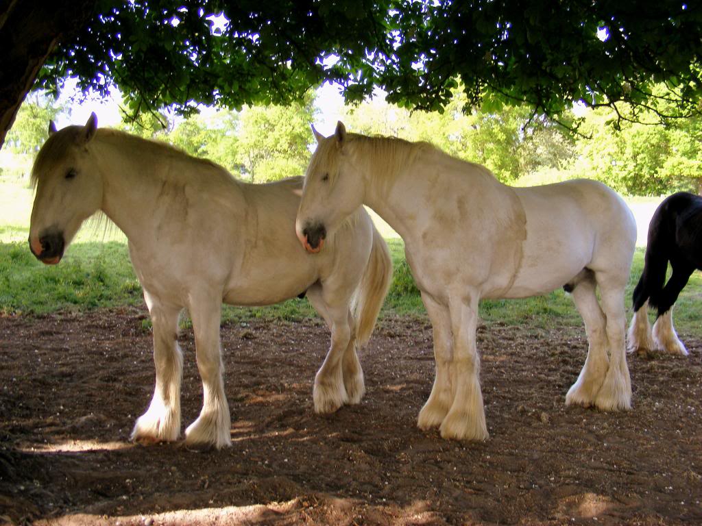 shire-horses-09.jpg