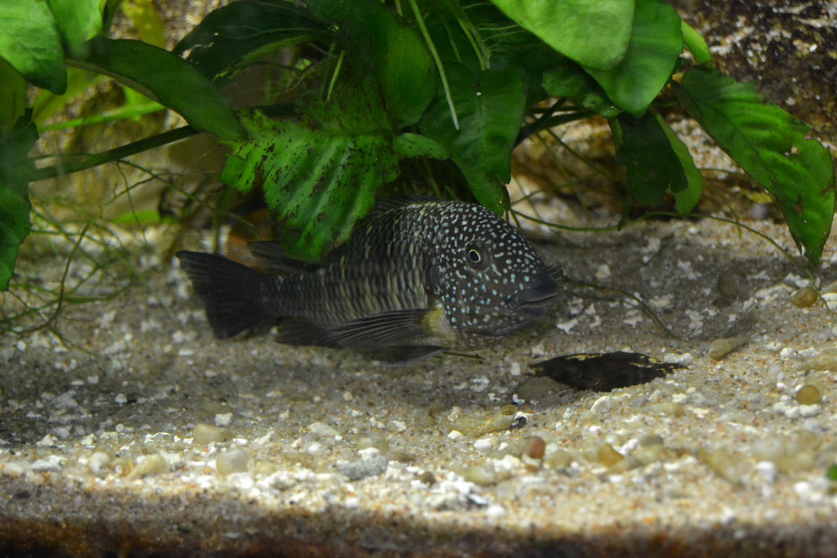 Murago femelle bébés 5