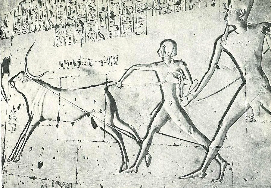 Offering, Abydos temple