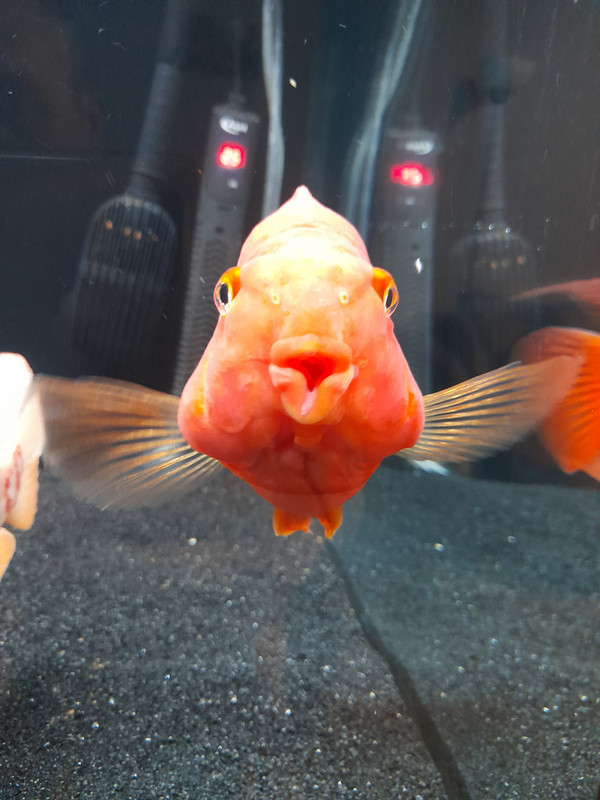 Funny Fish Face Photos - Aquarium Forums UK
