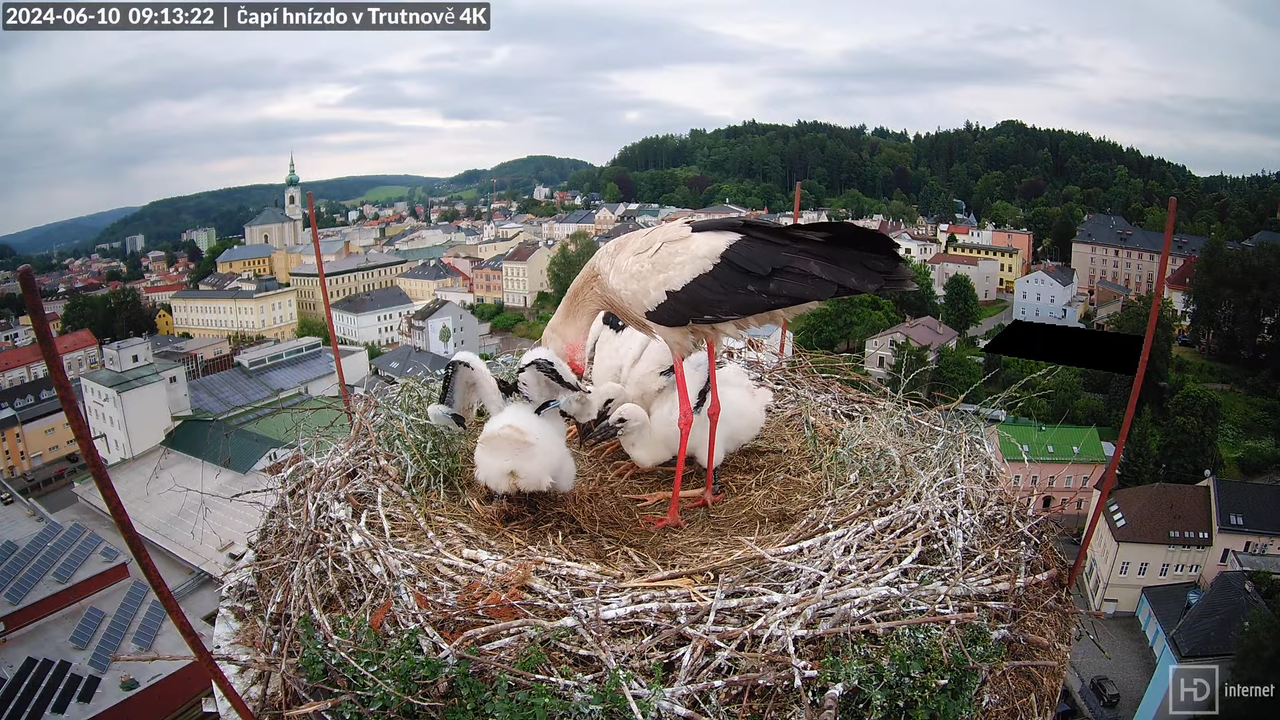 Živě z čapího hnízda na pivovarském komíně v Trutnově 12-54-27 screenshot