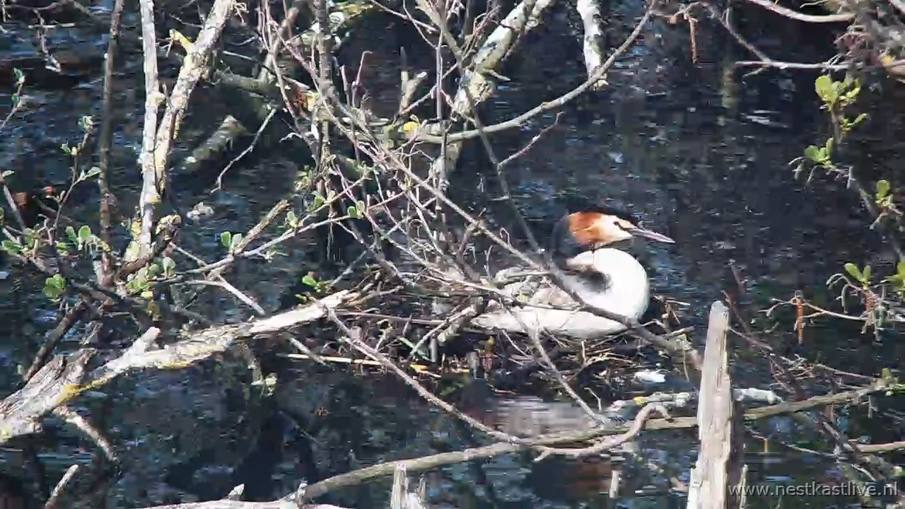 snapshot 2026 04 17T112155 480