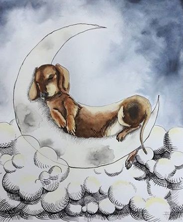 [Image: Dachshund-Clube-jpeg-9.jpg]