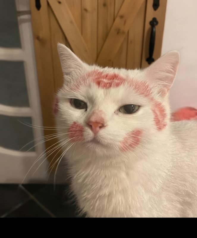 white cat red lipstick kiss marking face