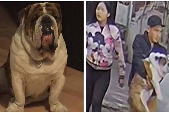 Proponen castigar el secuestro de mascotas con 14 años de cárcel