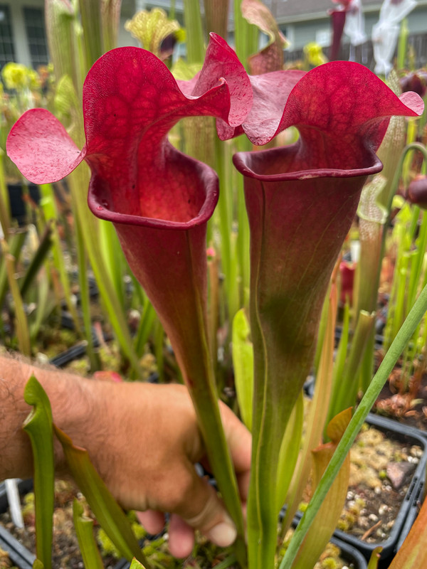 BA62B66E-742A-4CDB-A52D-1A57EA7B4EB6