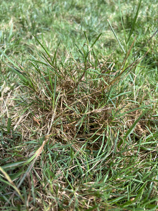 Matted Grass How to Repair Identification Lawn Care Forum