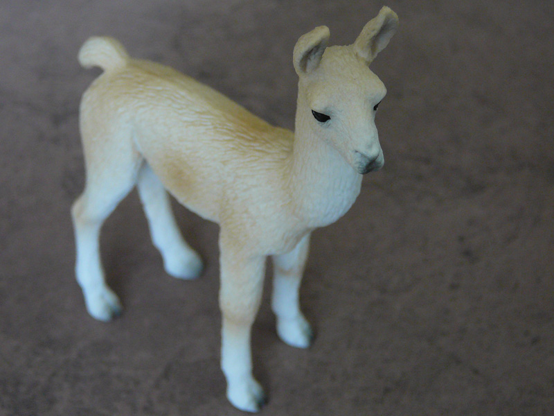 Mojö 2019 Llama and Cria- a walkaround by A.R.Garcia P1090617ed