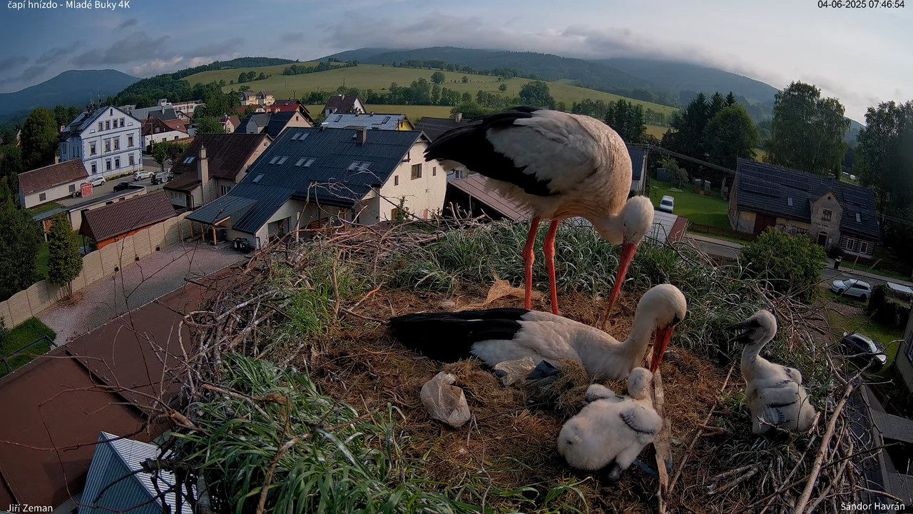 Tiešraides kamera — Mladé Buky — stārķa ligzda 4K 10-2-34 screenshot