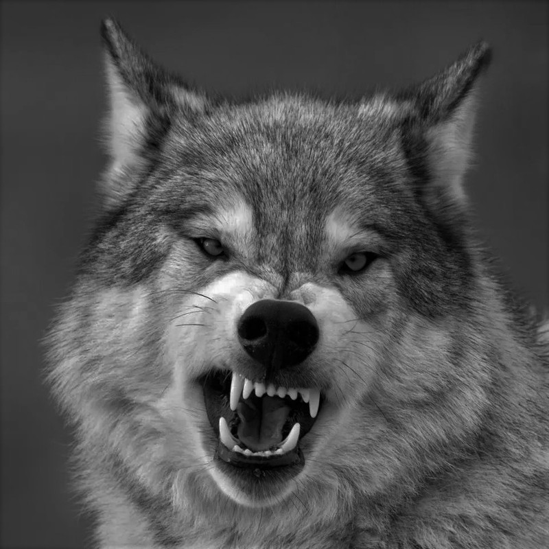 [Слика: 960x0.jpg]