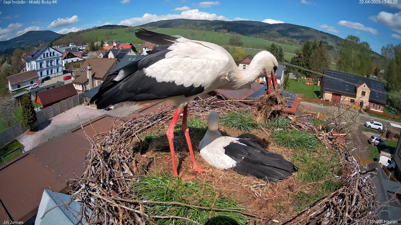 Tiešraides kamera — Mladé Buky — stārķa ligzda 4K 9-57-10 screenshot
