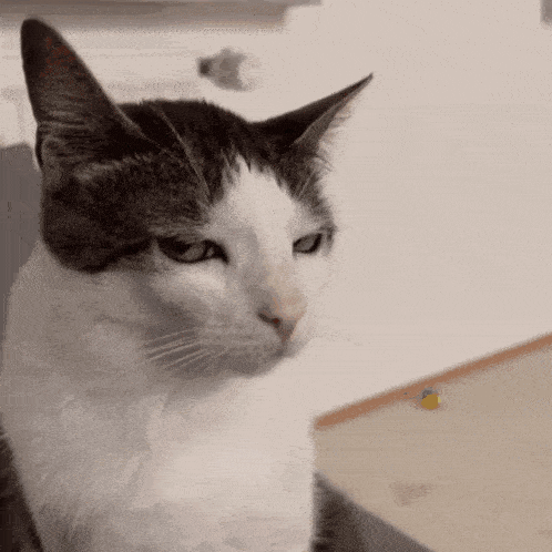 IMG-1686.gif