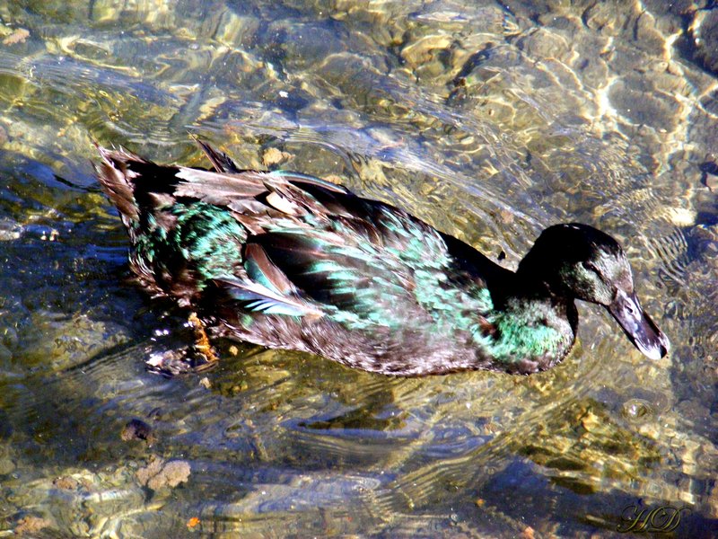 Animals-Green-duck-river-village-HD.jpg