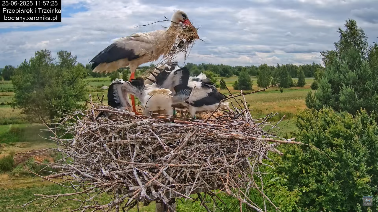 25062025bociany29