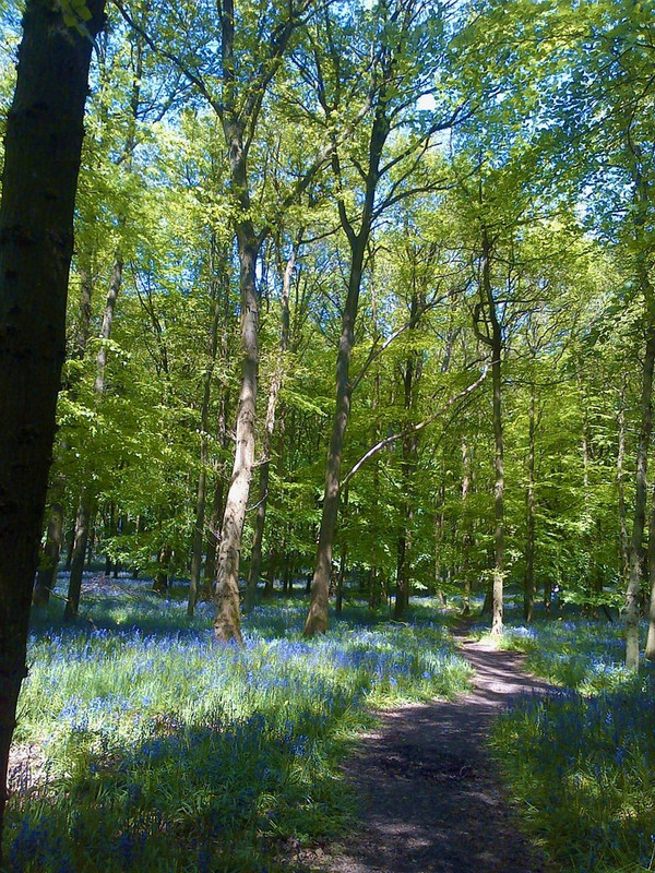 bluebells-marky.jpg