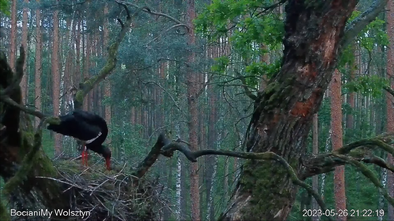 Zrzut ekranu (14462)