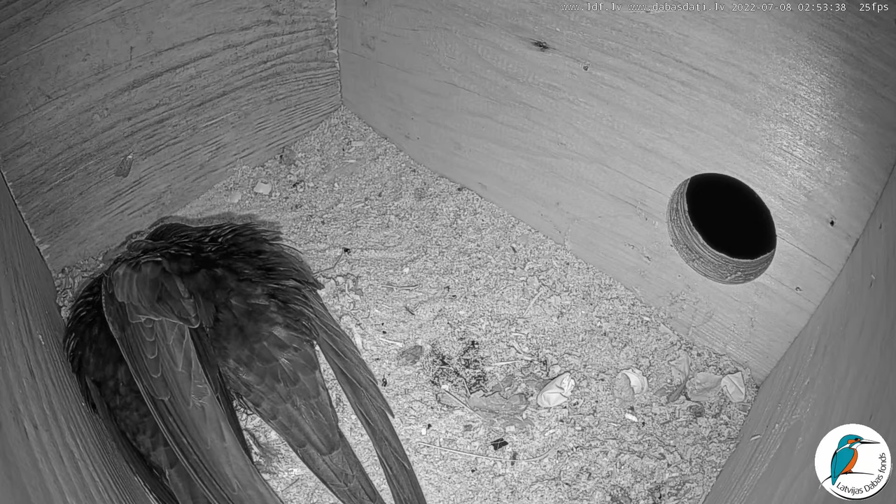 Svīre (Apus apus) Cēsu pils - LDF tiešraide _ Būris 4-13-48 screenshot