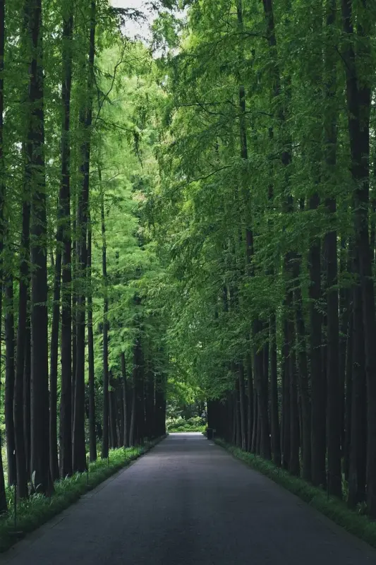 green-woods-road.webp