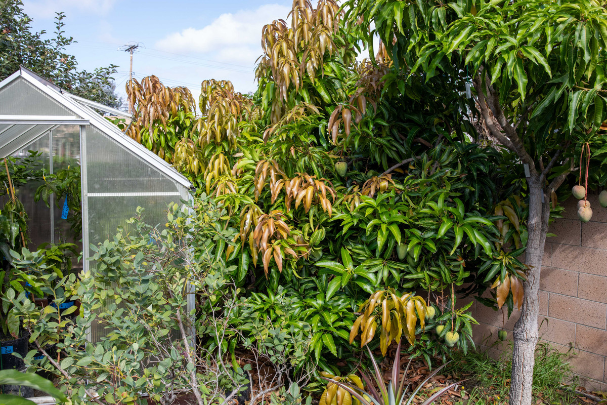 8U1A6466  Seacrest-Cococream Mango Tree with New Growth (9-9-25)