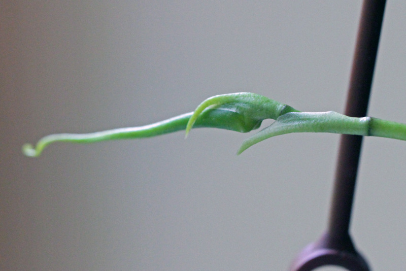 Bulbophyllum fascinator (Rolfe) Rolfe-001