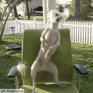 Dog_dancing_in_chair