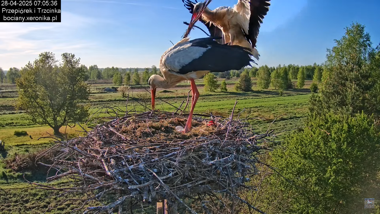 28042025bociany2