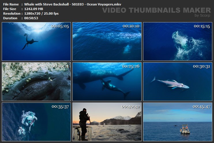 Whale with Steve Backshall - S01E03 - Ocean Voyagers.mkv