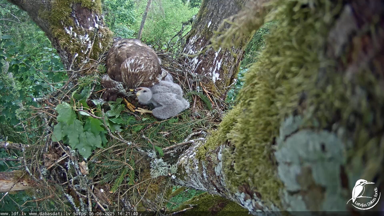 Melnās klijas (Milvus migrans) Kurzemē_ peļu klijāni (Buteo buteo) 11-50-25 screenshot