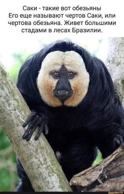 [Изображение: 31910-3e9ee64de47b7fd48e99879316e7ad39.jpg]