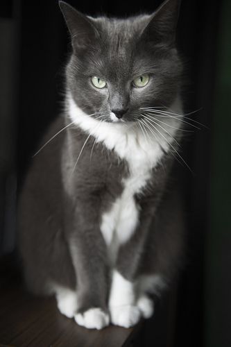 Grey and white cats cheap breeds