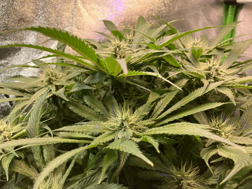 hIMG_1671 (Junio 4  2023)