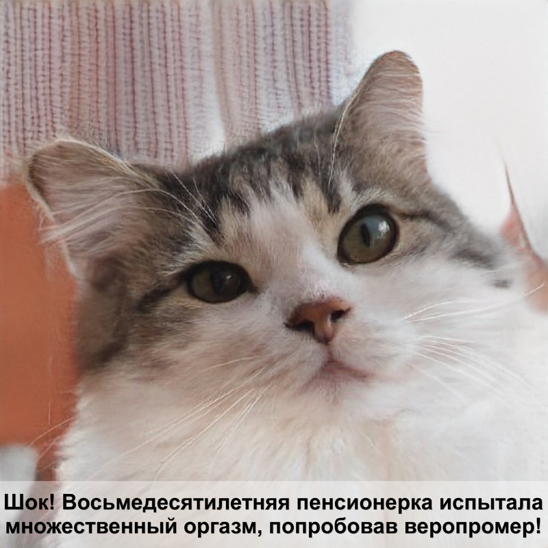 абиссинская кошка окрас фавн