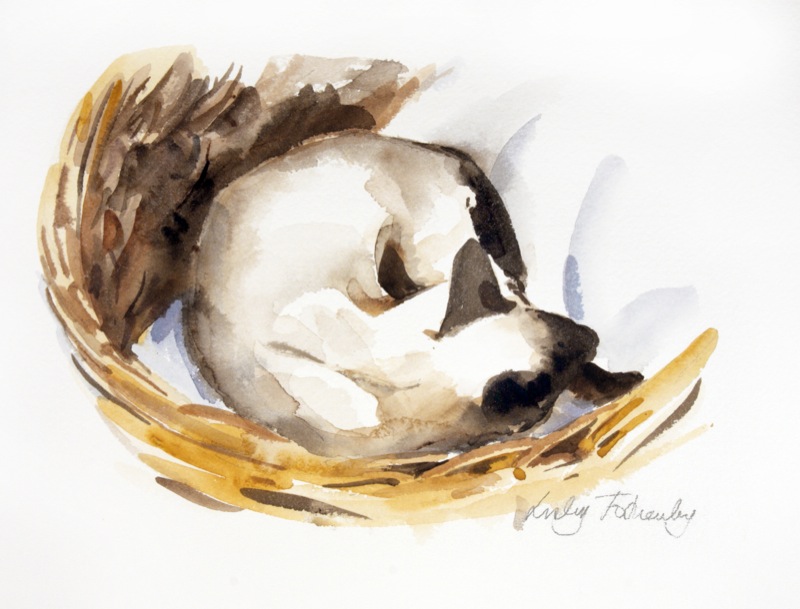 SIAMESE-IN-A-BASKET-1-LF187-1