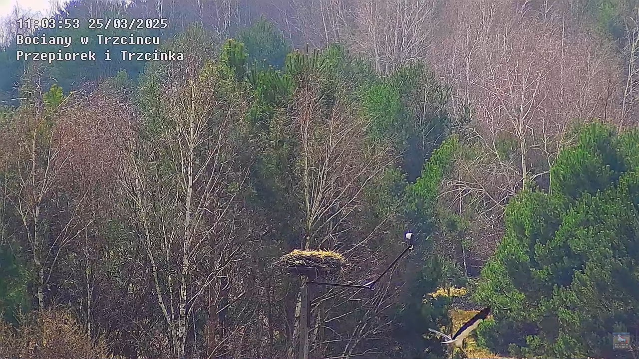 25032025bocian16