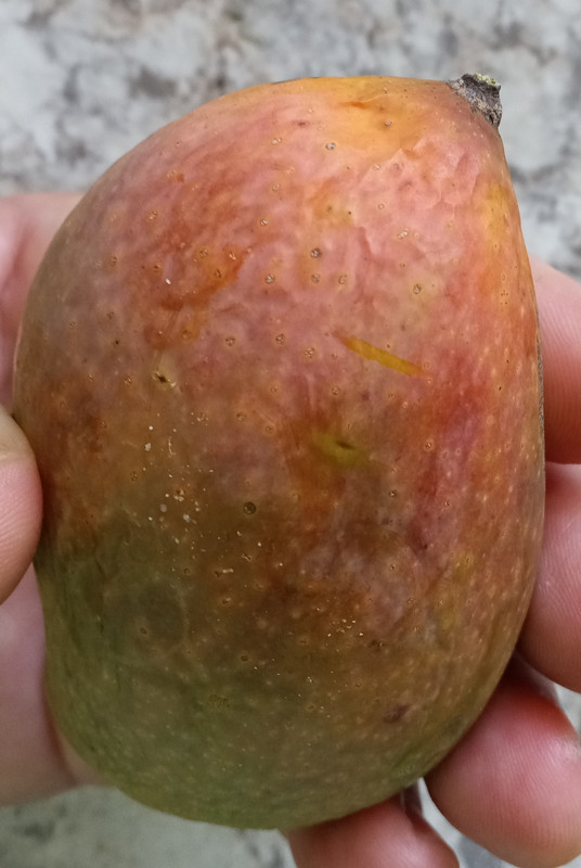 IMG_20240605_075531787~2