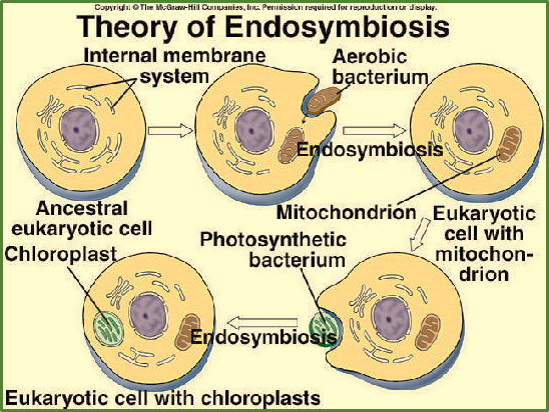 Endosymbiosis