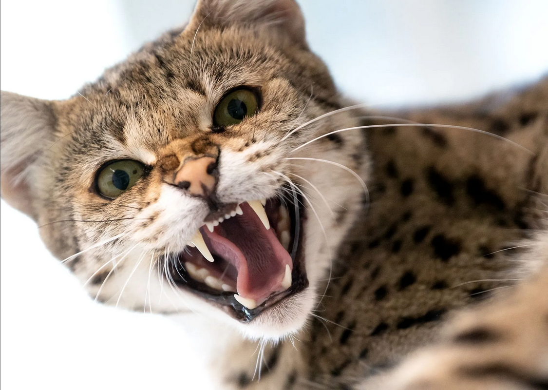 ¿Por qué Australia matará gatos salvajes? Autoridades lo explican