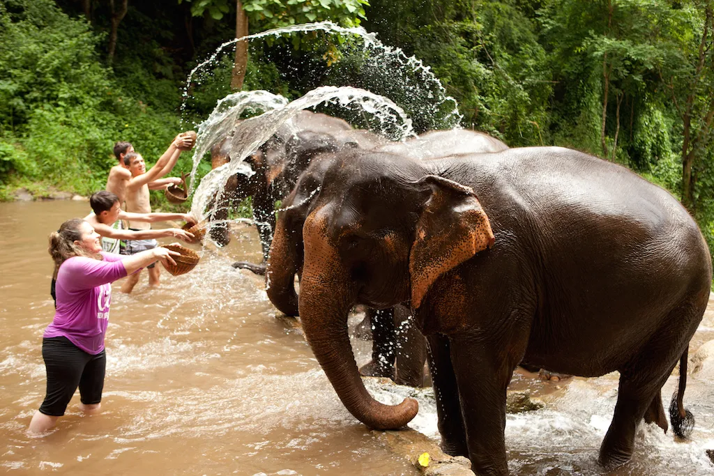 Thai Elephant Sanctuary