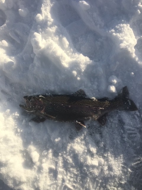 Bigfish