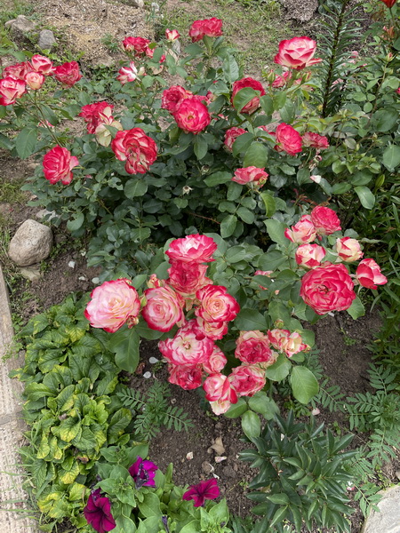 https://i.postimg.cc/mDS8FMHs/IMG-5882.jpg
