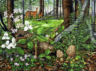 Maybe_-_woods,_trilliums_and_deer