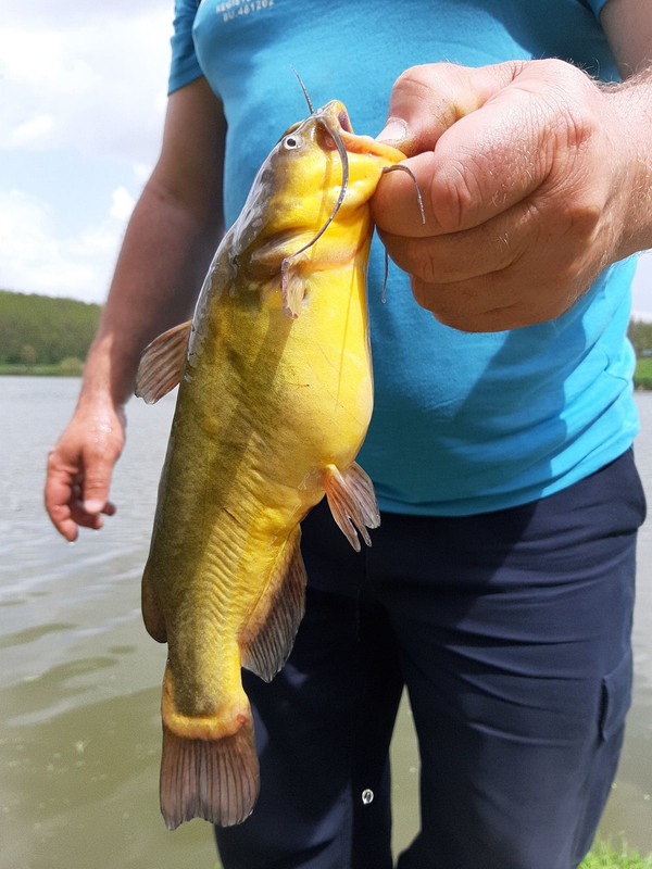 58883117_2446252622076168_8272214893084540928_n