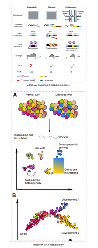 单细胞+空间转录组应用2-1.png