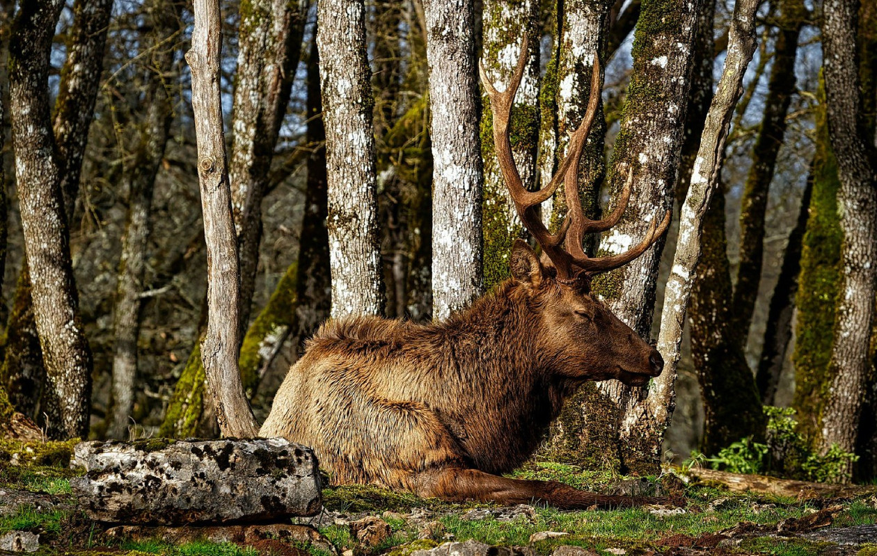 brown-stag.jpg