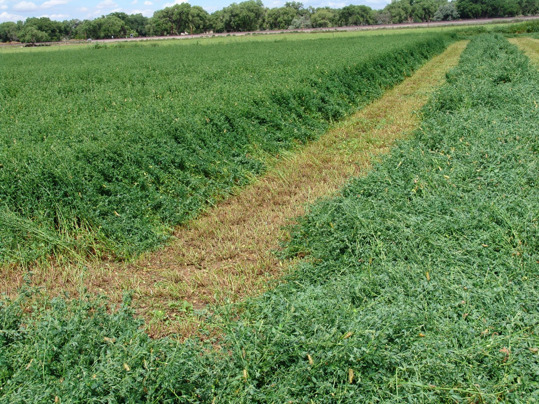Alfalfa