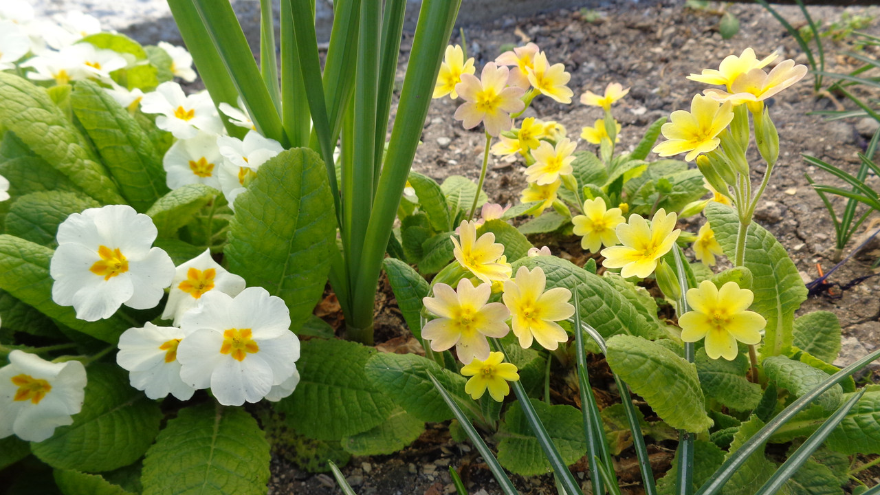 Иглика(Primula) - Page 122 - Форум HobbyKafe.com